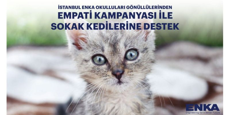 Акция PAWsitivity в поддержку бездомных кошек